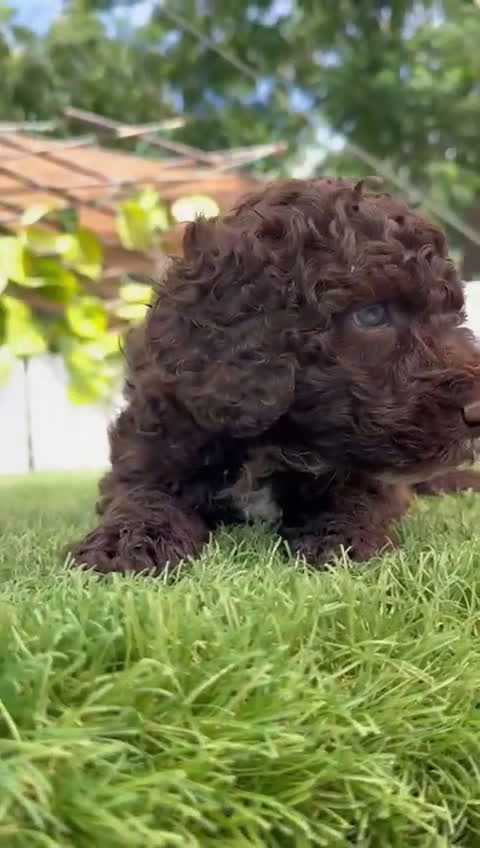 Perro de Agua Español perros en venta: PERRO DE AGUA HEMBRA RABONA - Video 2