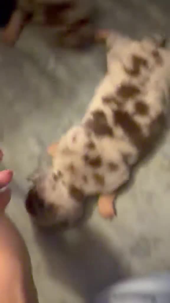 Chihuahua perros en venta: Chihuahua hembra arlequín chocolate 🐶🐾 en Barcelona - Video 1