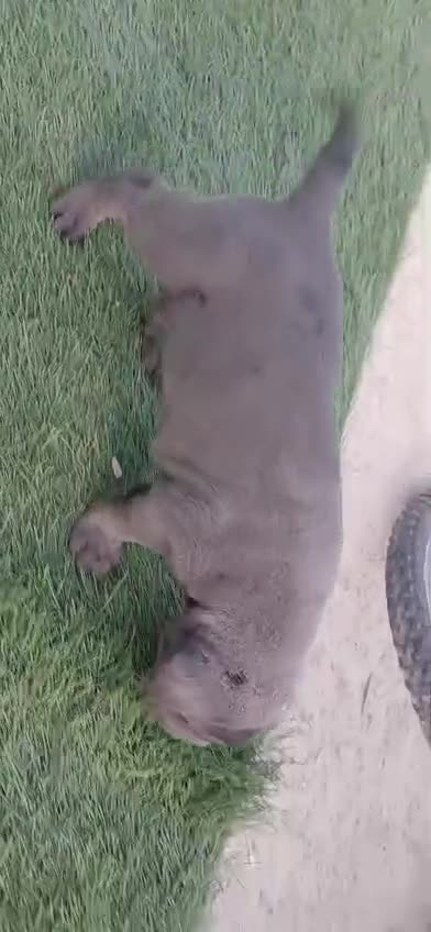 Cane Corso perros en venta: Cane corso  - Video 1