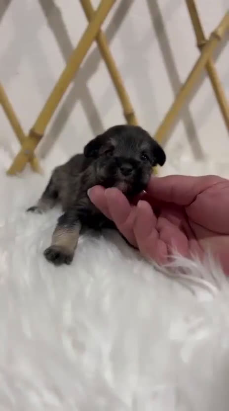 Schnauzer Miniatura perros en venta: SCHNAUZER MINIATURA - Video 4