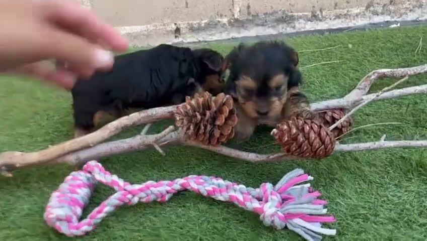 Yorkshire Terrier perros en venta: ULTIMO MACHITO❗❗❗❗❗ - Video 1