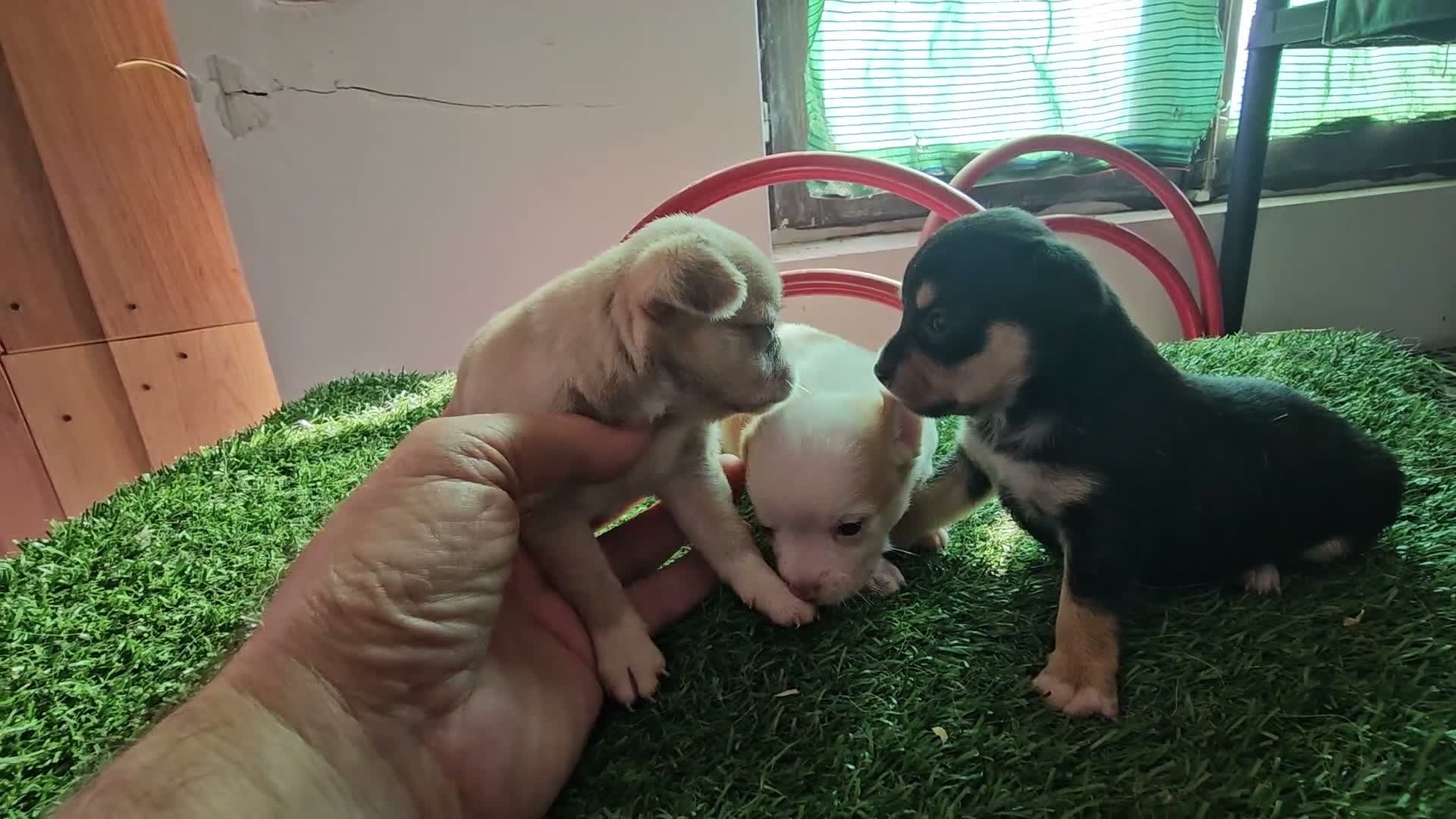 Chihuahua perros en venta: Chihuahuas mini - Video 2
