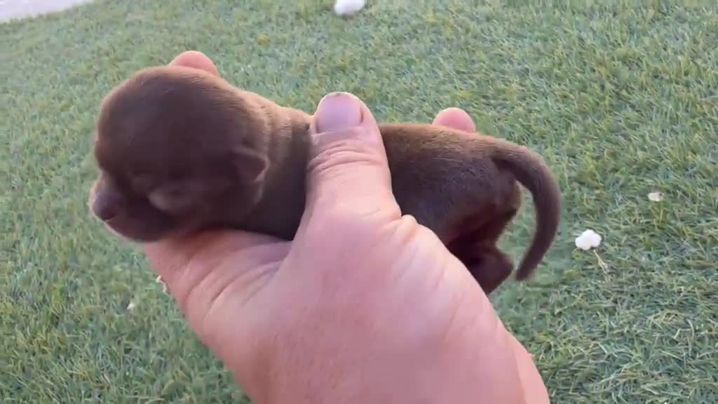 Chihuahua perros en venta: Chihuahuas exóticos toys cabeza de manzana - Video 2