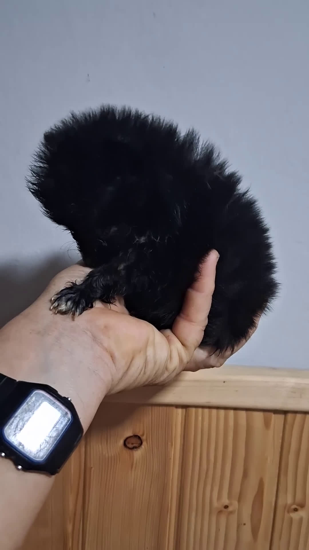 Pomerania perros en venta: Pomeranea  - Video 1