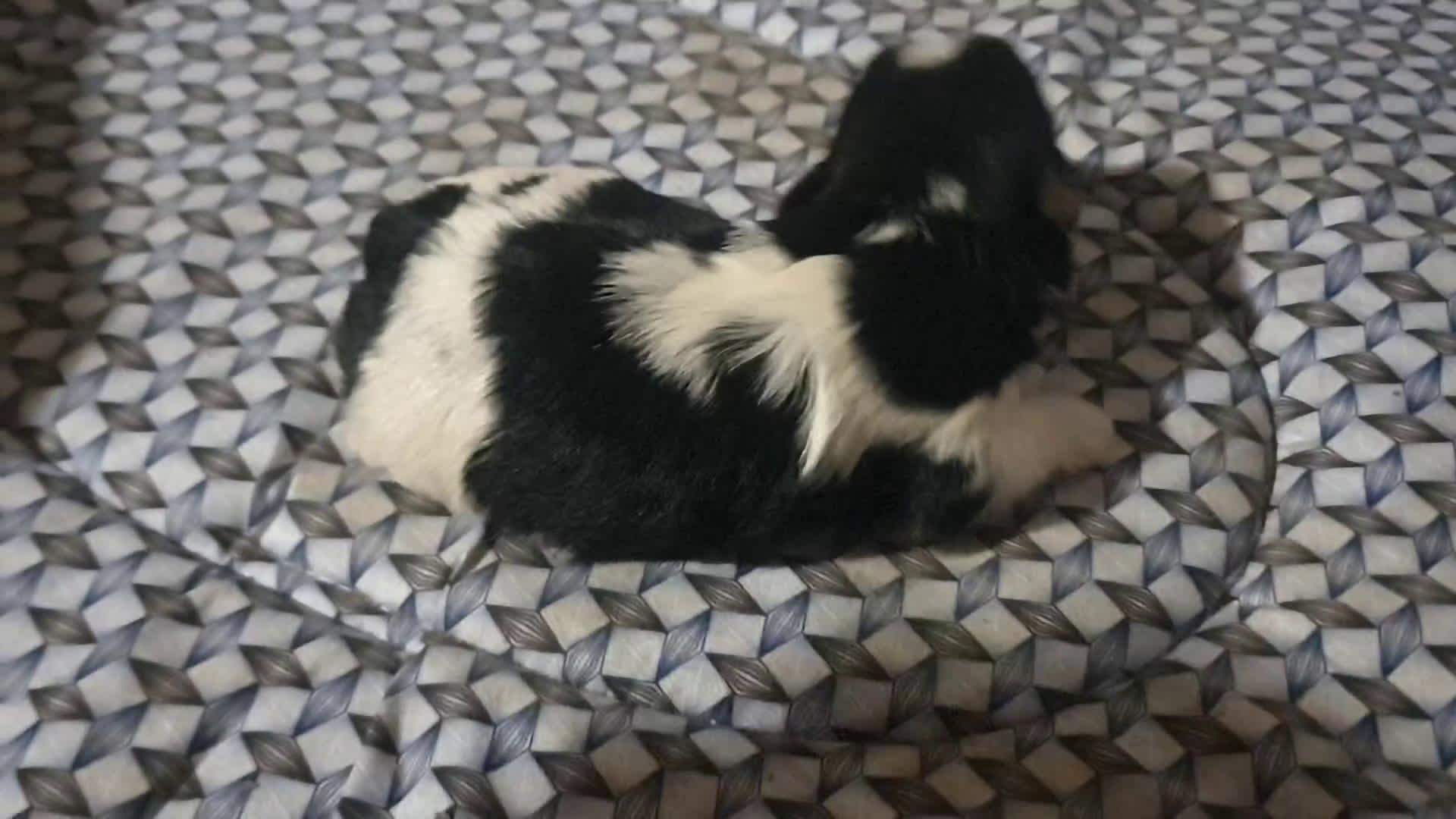 Biewer Yorkshire Terrier a la Pom Pon perros en venta: Biewer con pedigree - Video 1