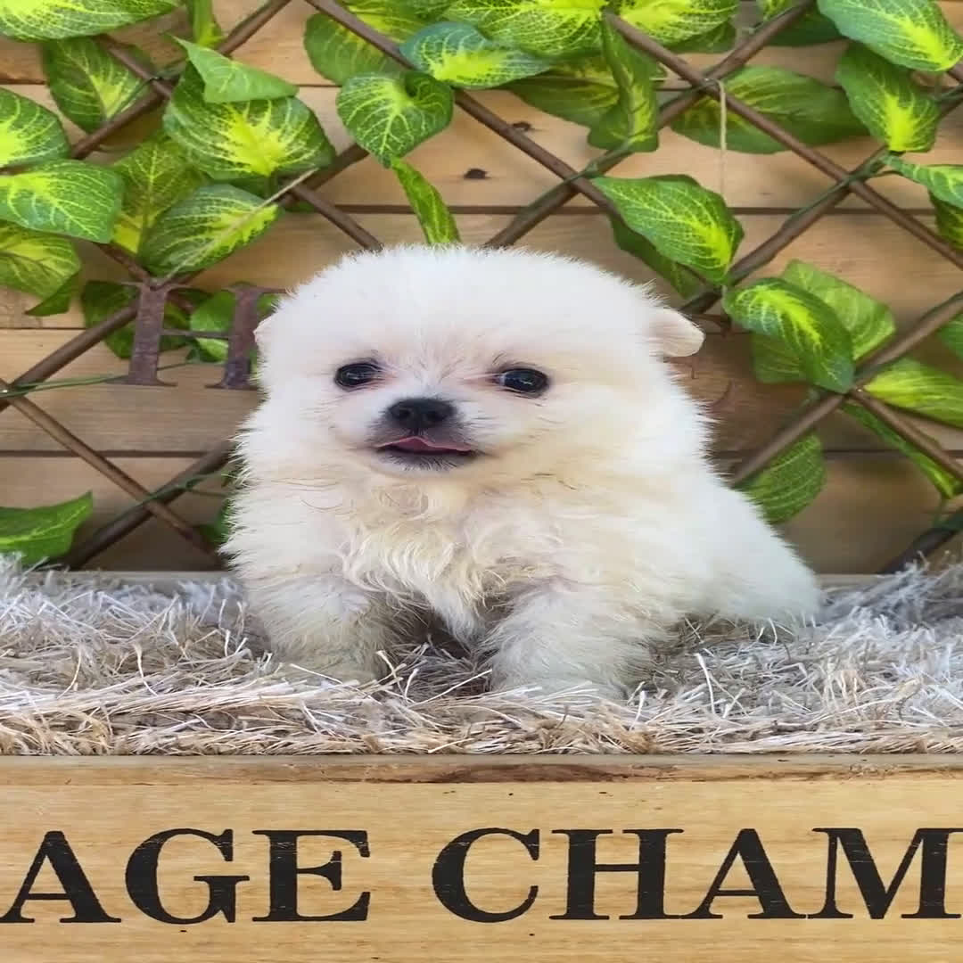 Pomerania perros en venta: Camada de Jazmín - Video 3