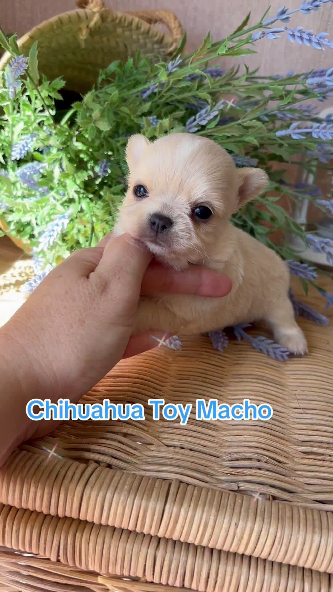 Chihuahua perros en venta: Chihuahua cabeza manzana TOY - Video 1