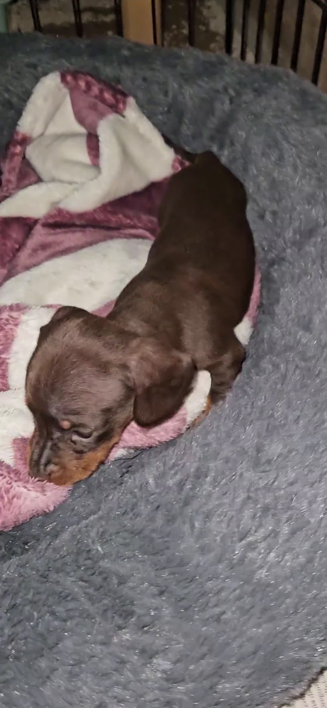 Teckel perros en venta: Teckel miniatura  - Video 2