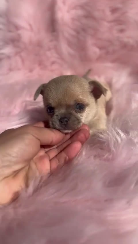 Chihuahua perros en venta: Chihuahua Toy Isabella  - Video 1