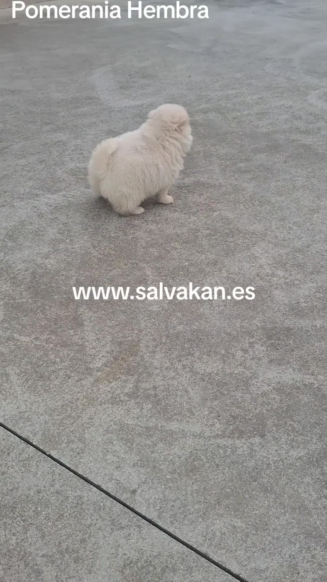 Pomerania perros en venta: Pomerania  - Video 1