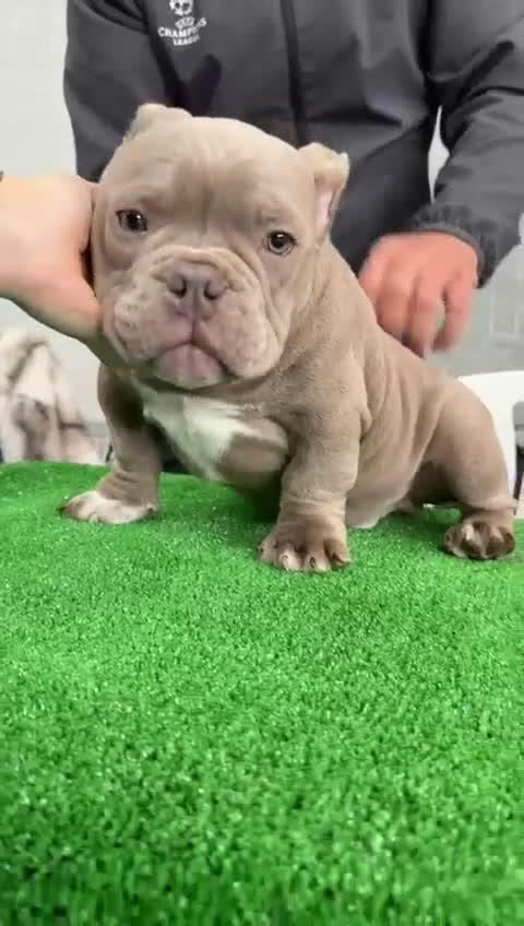 American Bully perros en venta: American Bully micro espectacular cachorro lilac - Video 1