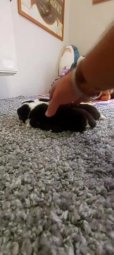 Welsh Corgi Pembroke perros en venta: Camada Welsh Corgi Pembroke en Las Palmas - Video 2