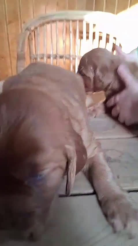 Setter Irlandés Rojo perros en venta: Sette irlandés  - Video 2