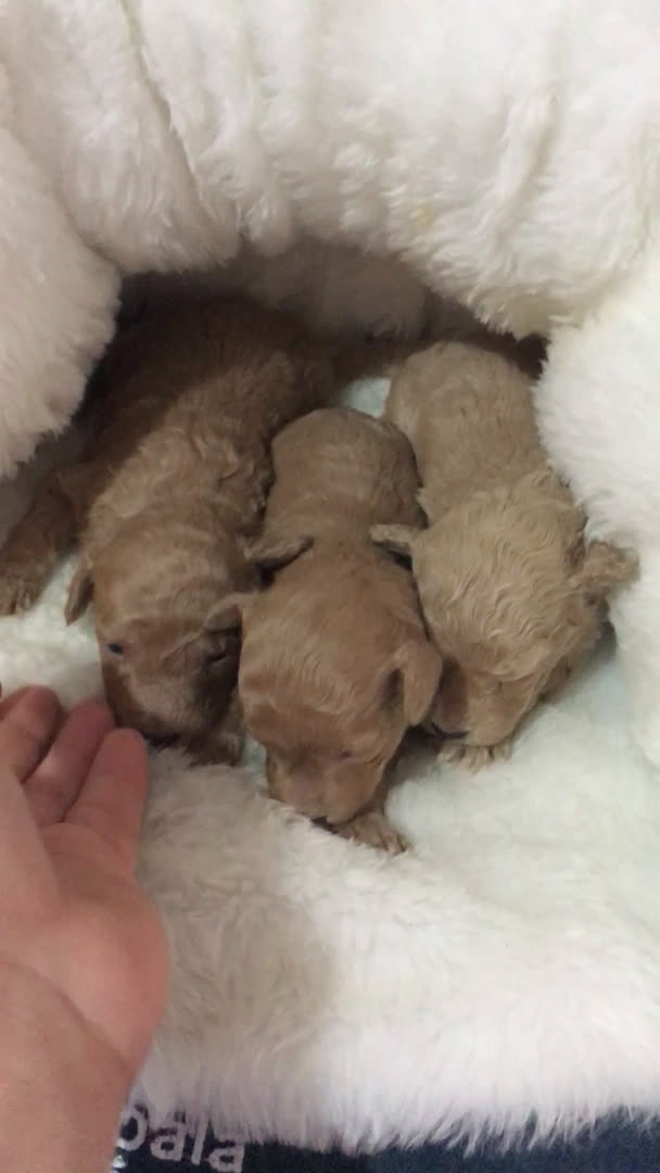 Caniche Toy perros en venta: CANICHES TOYS GRAN CALIDAD  en Murcia - Video 3