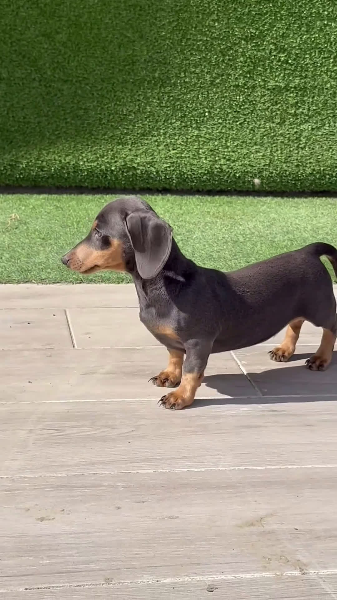Teckel perros en venta: 🐾 Teckel miniatura – Frisco, Tico y Monchi 🌈 - Video 1