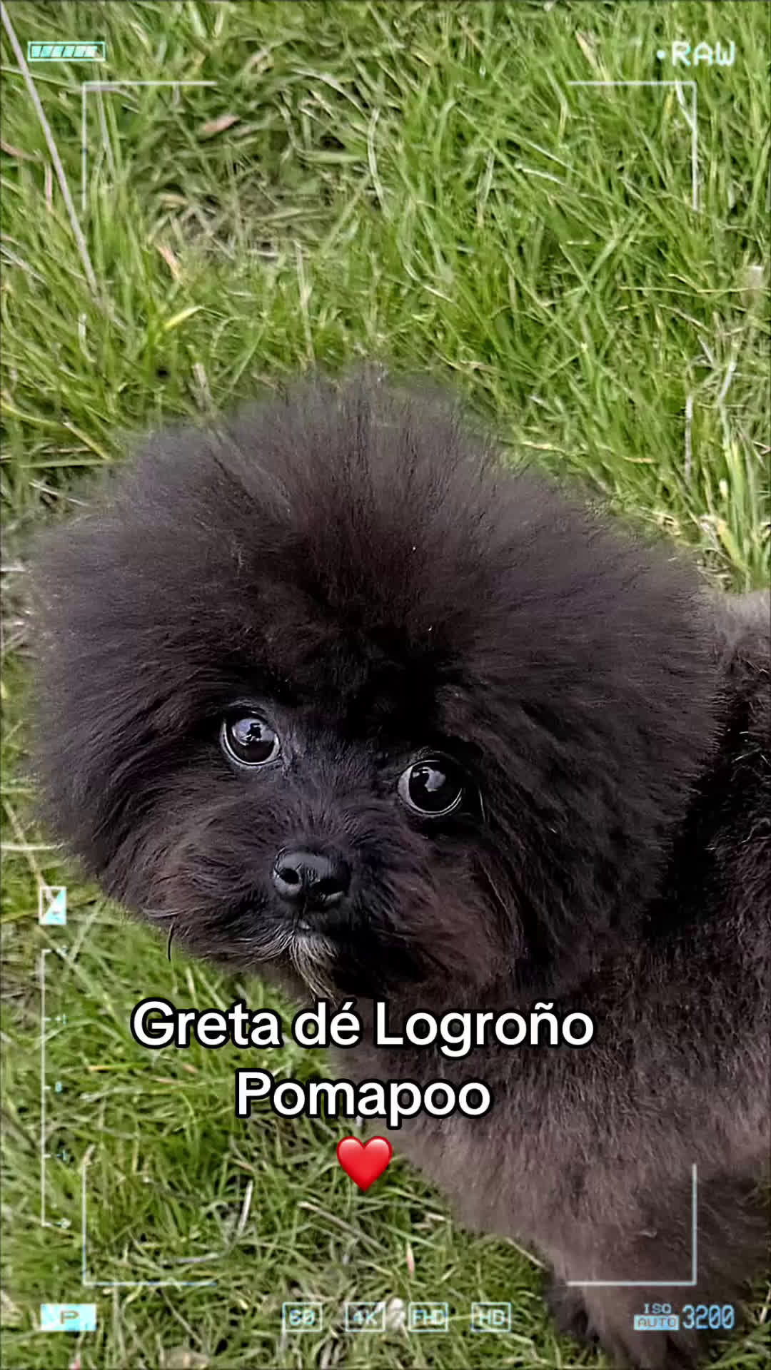 Raza Mixta perros en venta: Pomapoo Hembrita negra!!  - Video 1