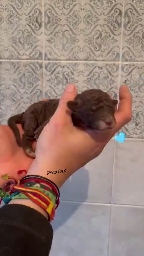 Perro de Agua Español perros en venta: Cachorros de perro de agua - Video 1