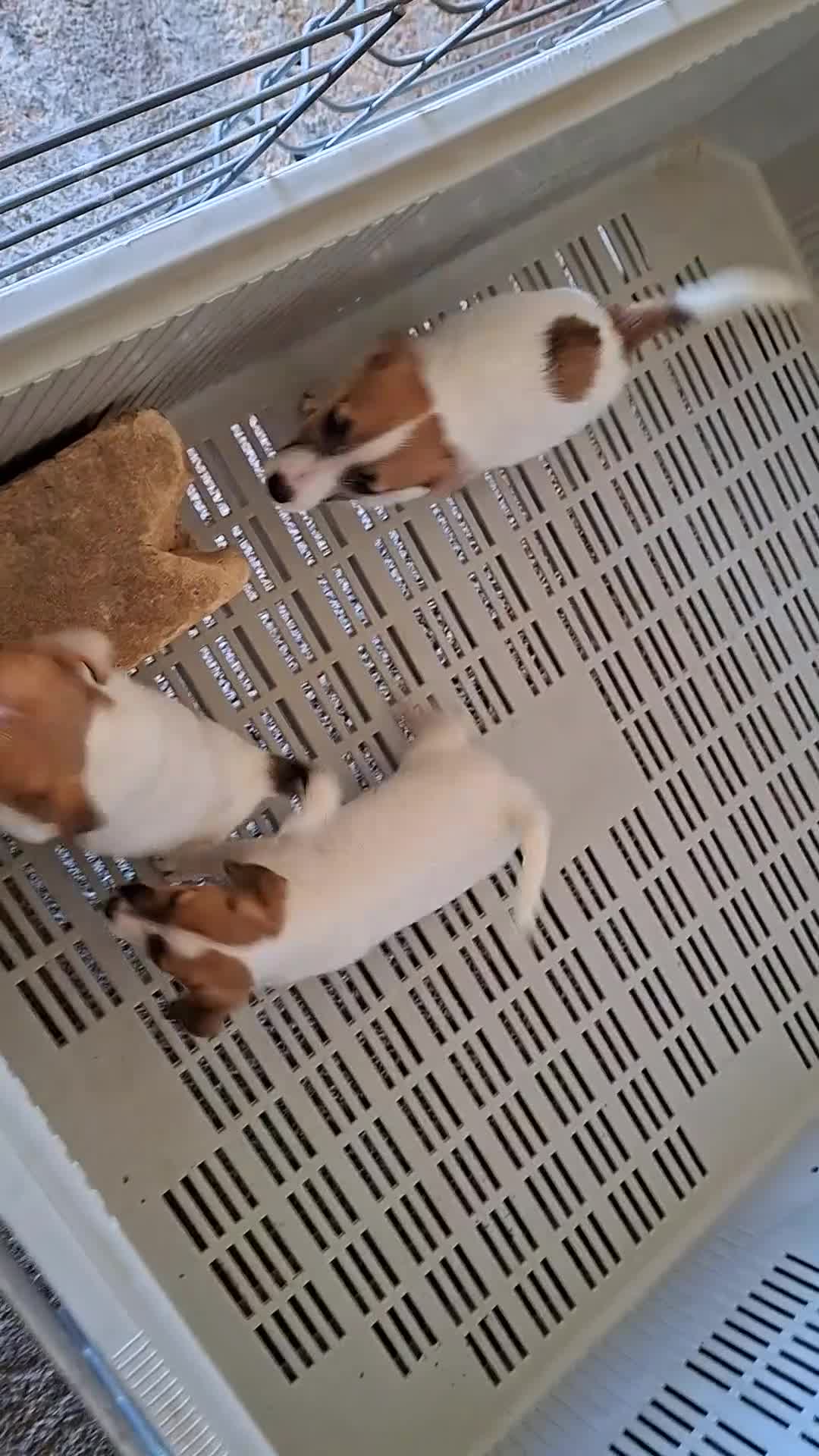 Jack Russell Terrier perros en venta: Cachorros de Jack Russell - Video 2