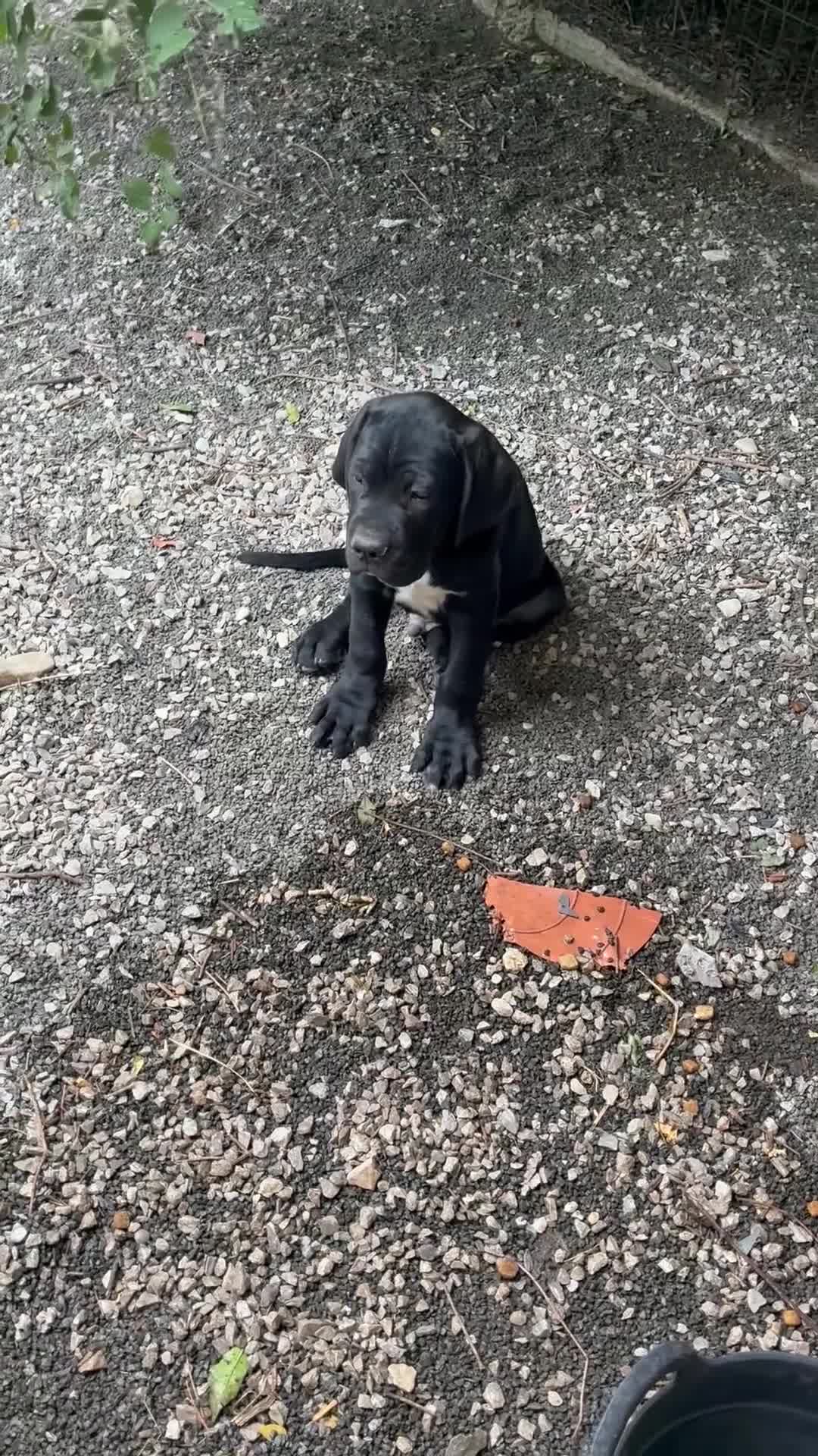 Cane Corso perros en venta: Cane corso  en Guipúzcoa - Video 2