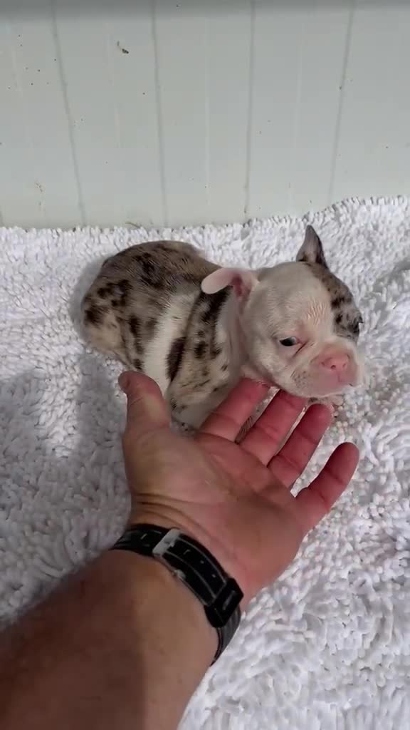 Bulldog Francés perros en venta: Bulldog frances Exotic - Video 1