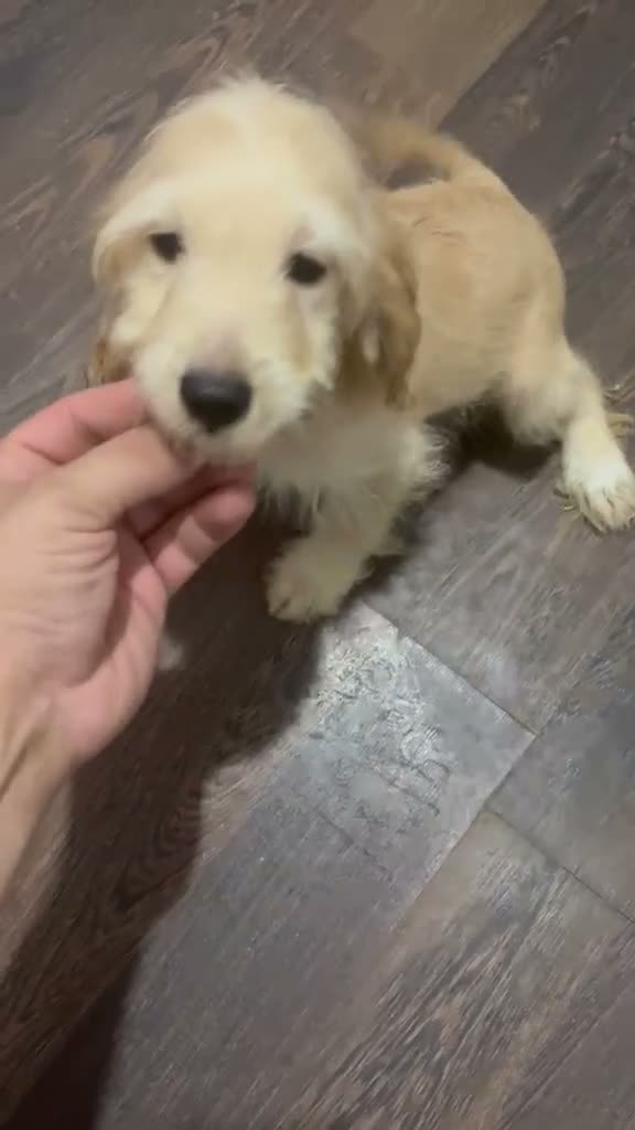 Cockapoo perros en venta: COCKAPOO HEMBRAS - Video 4