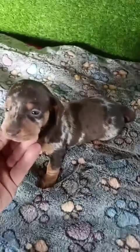 Teckel Miniatura perros en venta: Camadas de teckel kaninchen todos los colores  - Video 3