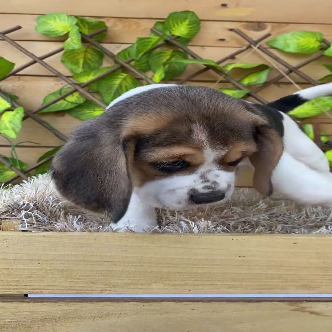 Beagle perros en venta: Camada de Beagle - Video 1