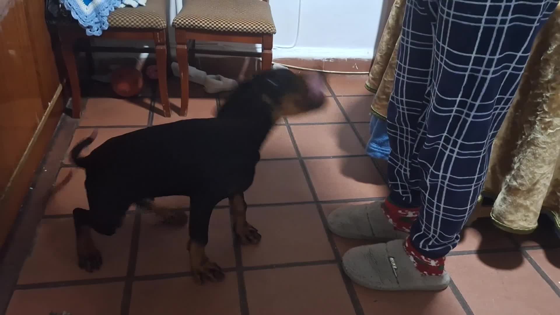Dobermann perros en venta: Doberman - Video 1