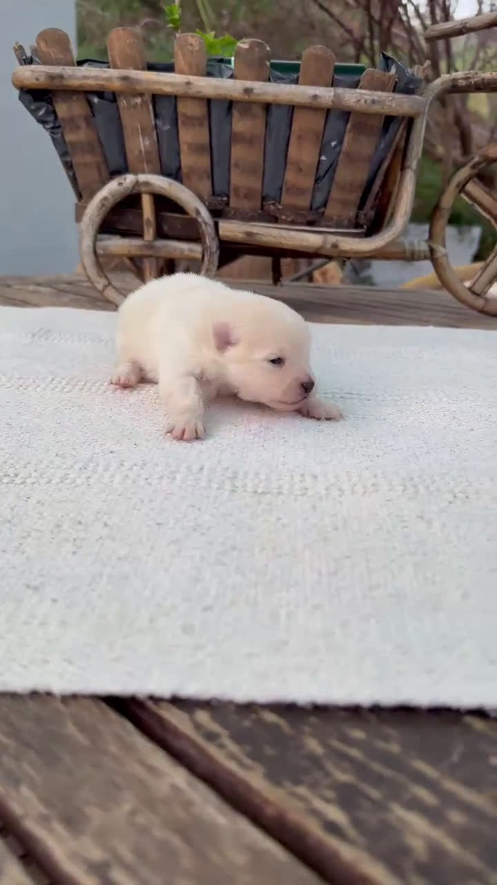 Pomerania perros en venta: Lulu de pomeranias Toy disponibles  - Video 2