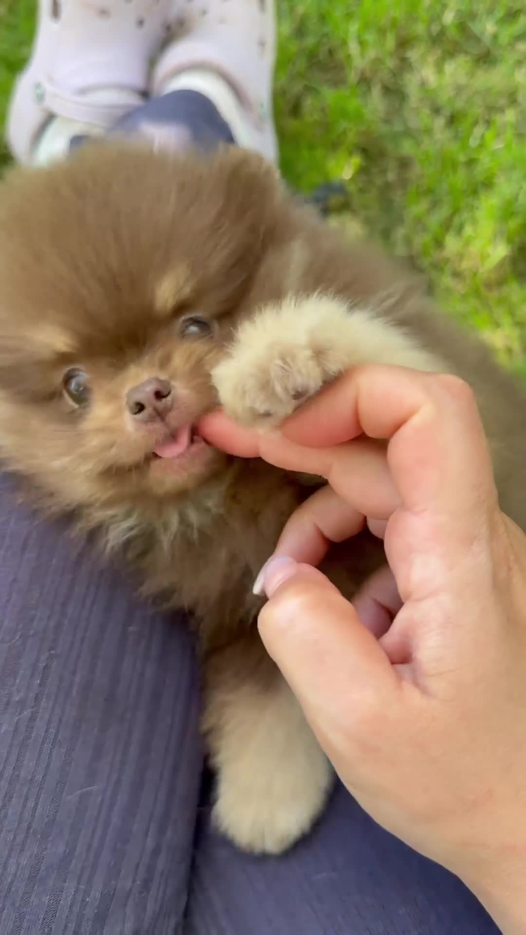Pomerania perros en venta: Increíble macho pomerania chocolate y fuego - Video 1