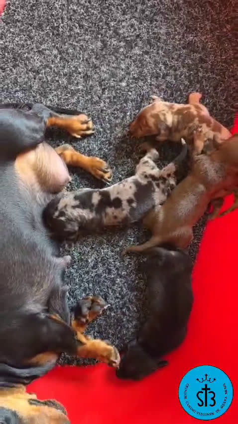 Teckel Miniatura perros en venta: TECKEL MINIATURA PEDEGREE  - Video 1