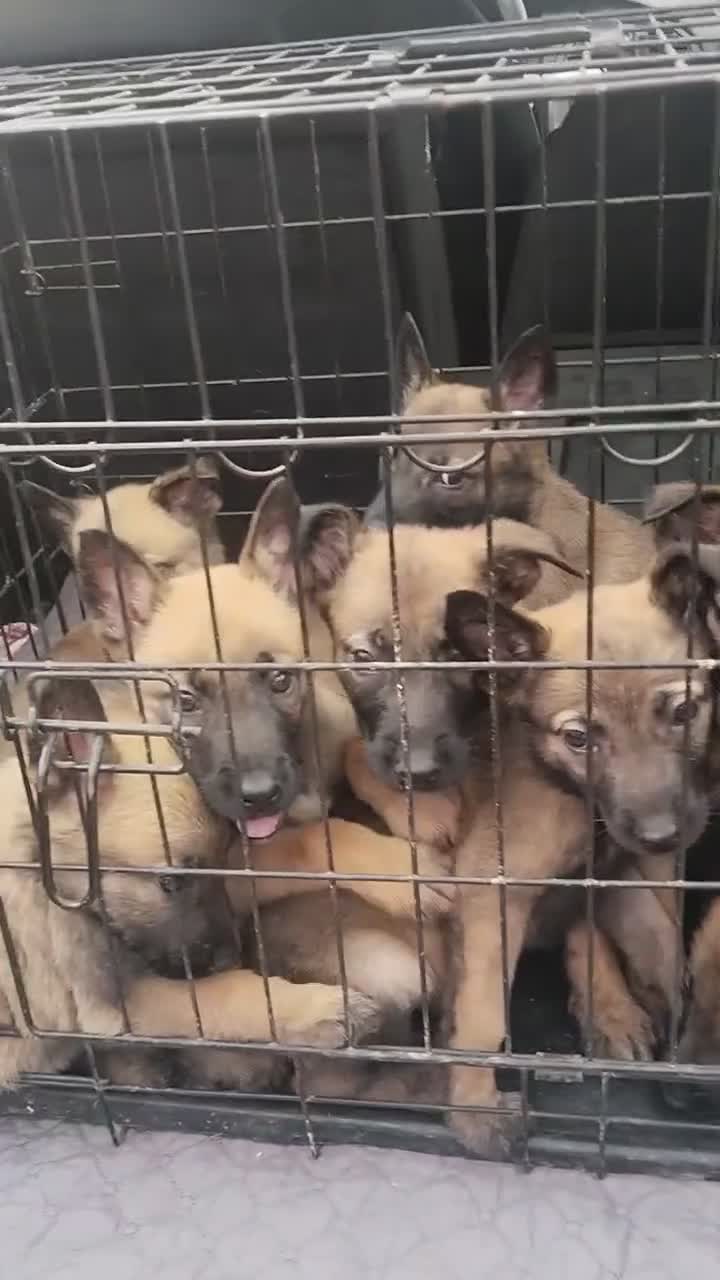 Pastor Belga Malinois perros en venta: Disponible Pastor belga Malinois de calidad  - Video 1