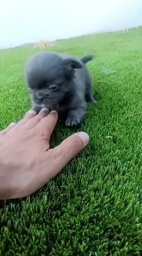 Chihuahua perros en venta: Chihuhua macho pelo largo  - Video 1