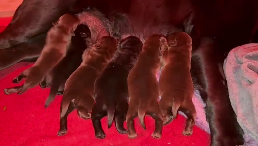 Labrador Retriever perros en venta: Labrador chocolate  - Video 1