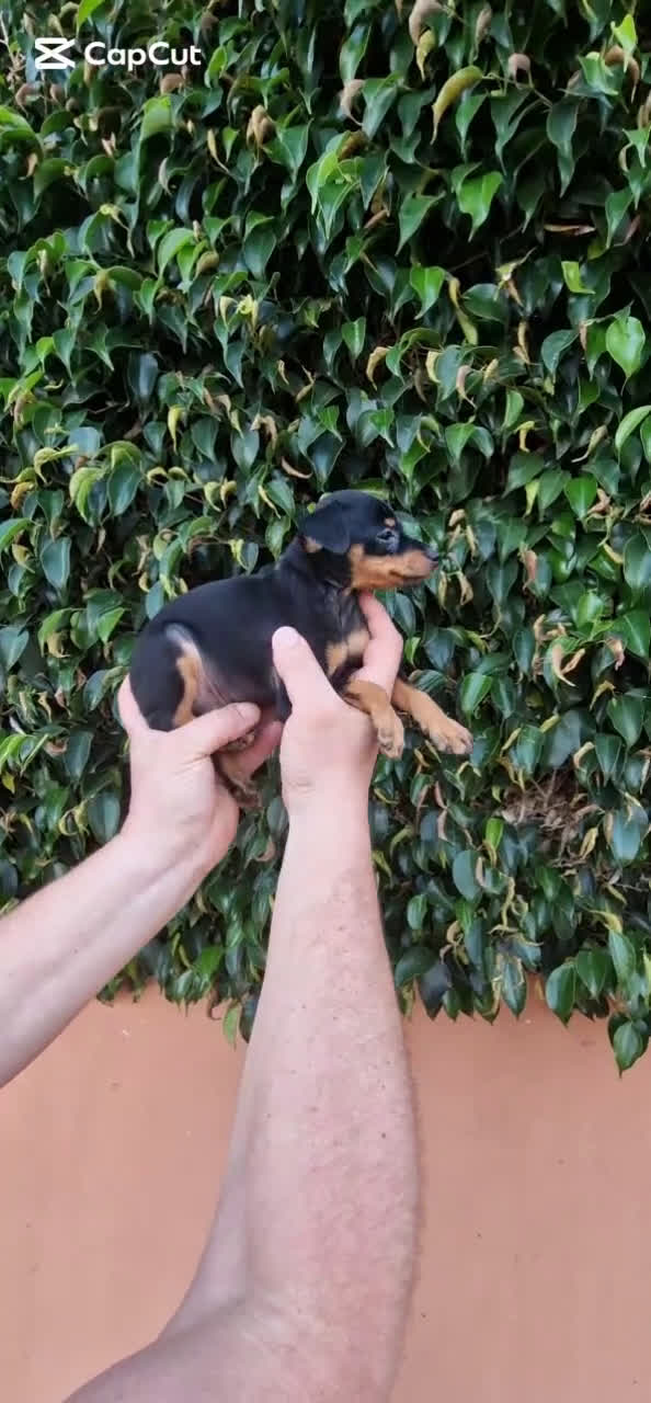 Pinscher Miniatura perros en venta: MINI PINCHER TOY - Video 1