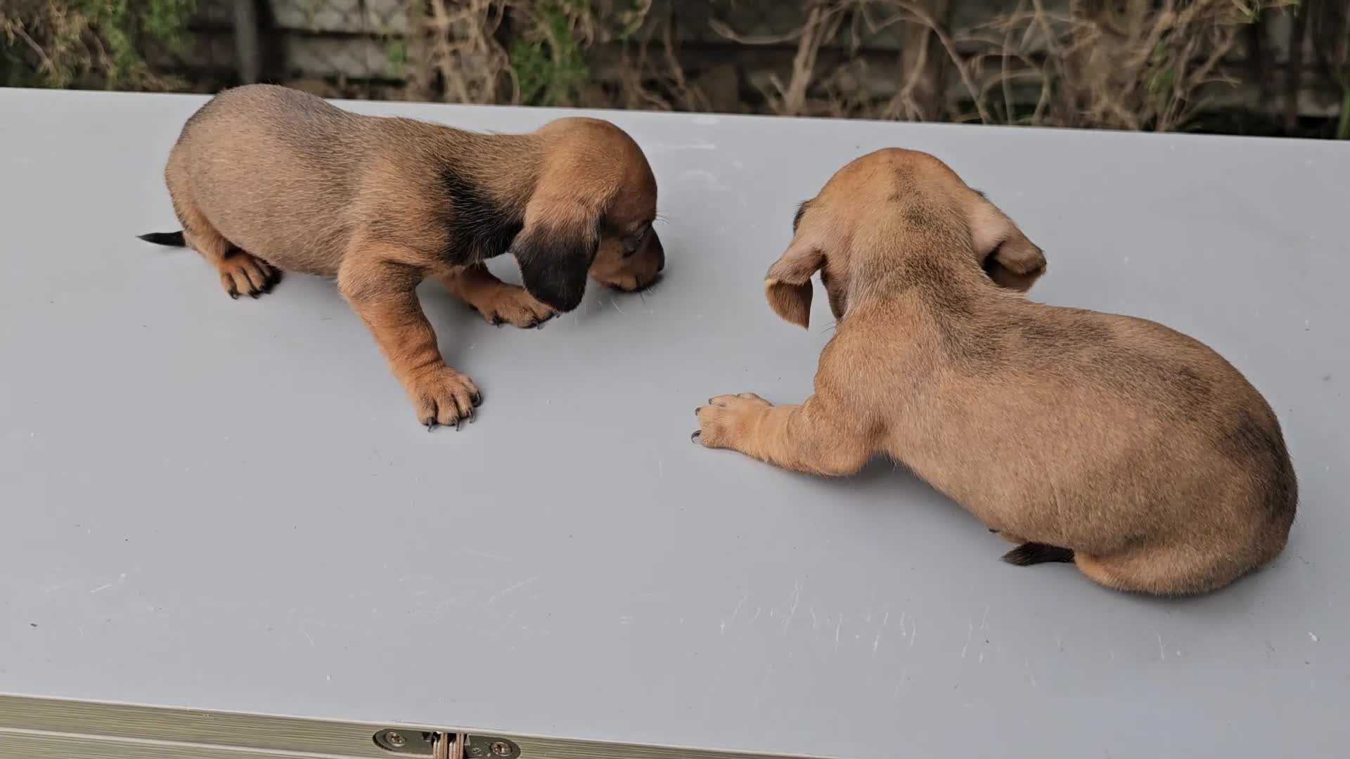 Teckel perros en venta: Fabulosos tekel KaniChen  - Video 4