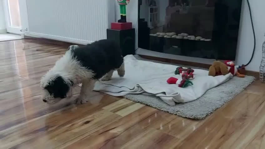 Antiguo Perro de Pastor Inglés - Bobtail perros en venta: Cachorros de Bobtail  - Video 4