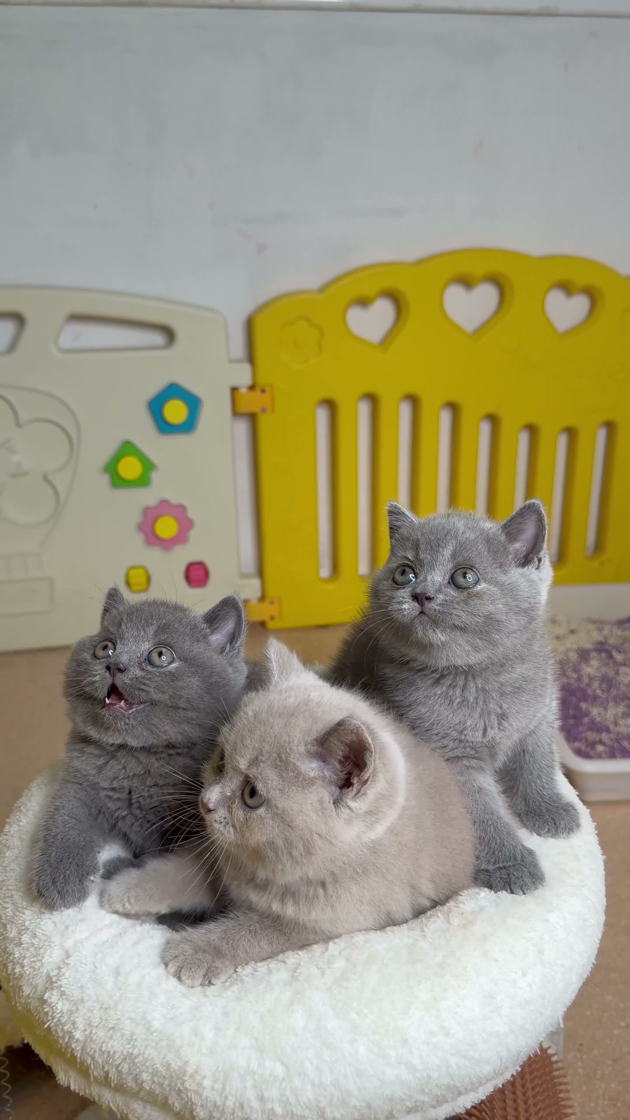 Británico de Pelo Corto Azul gatos en venta: Exclusivos gatitos British Shorthair Blue y Lilac  - Video 1