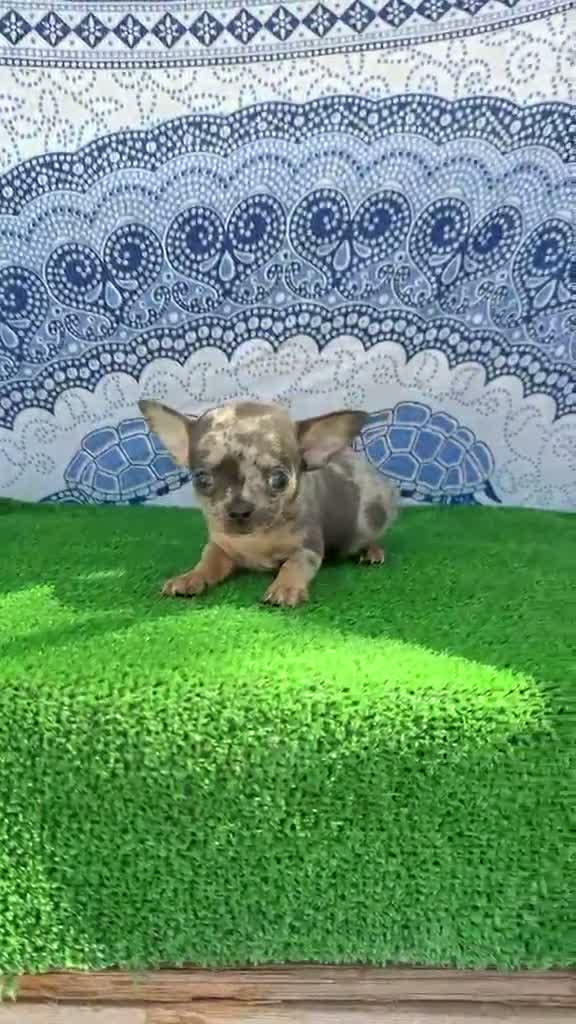 Chihuahua perros en venta: Chihuahua super Toy cabeza manzana Machos  - Video 1
