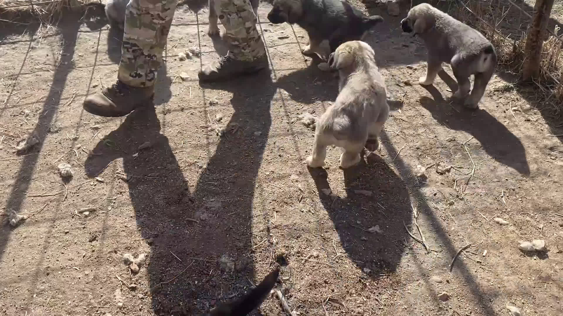 Mastín Español perros en venta: Cachorros de mastín  - Video 1