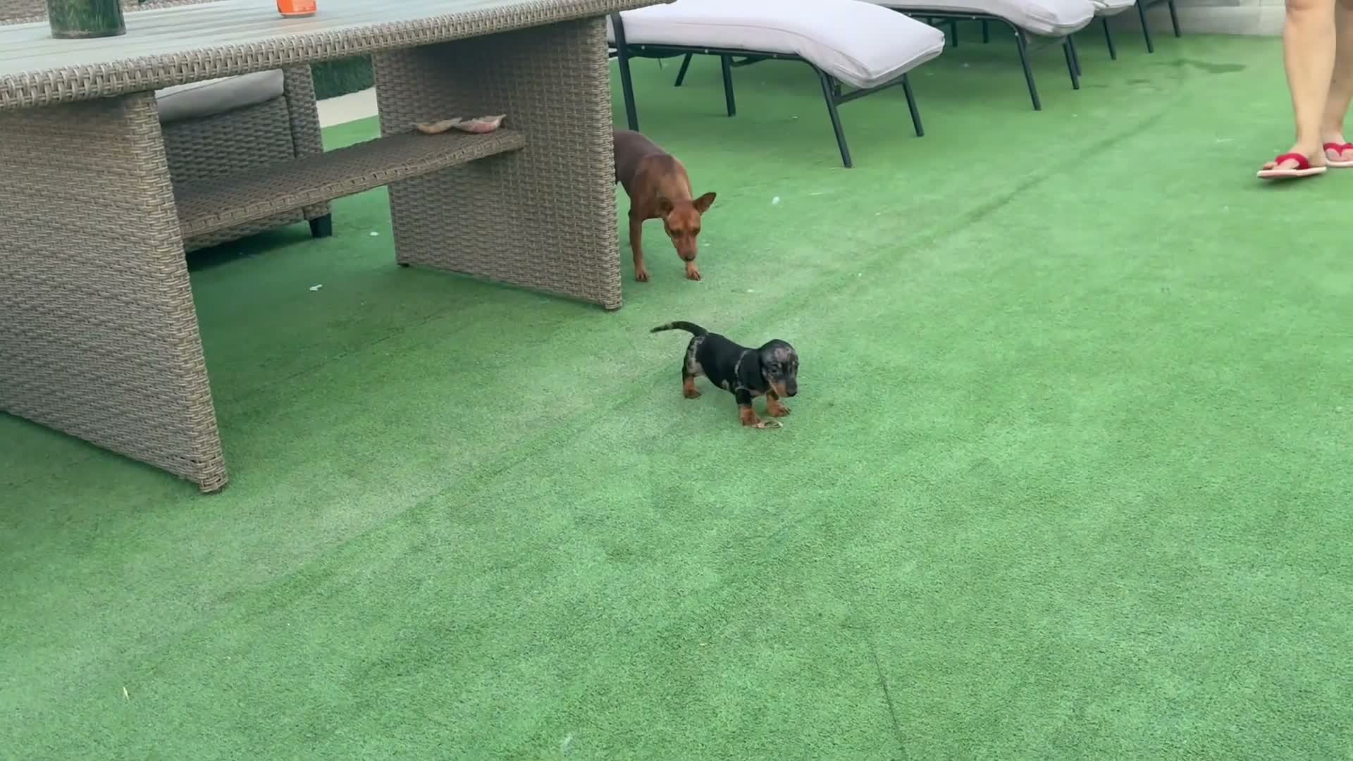 Teckel Miniatura perros en venta: Teckel miniatura  - Video 1
