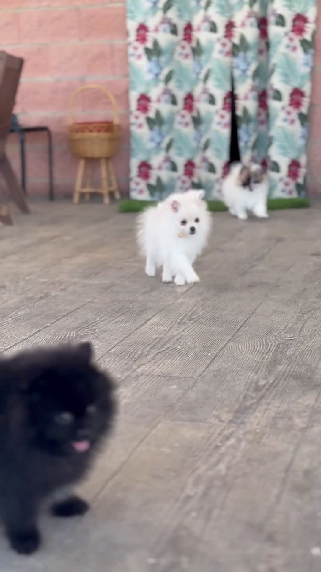 Pomerania perros en venta: ❄️ Frosty – Mini Toy blanco, pura elegancia 🐾 - Video 1