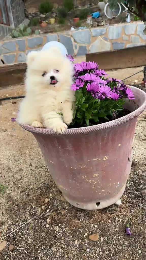 Pomerania perros en venta: Pomerania Toy !!!! - Video 1