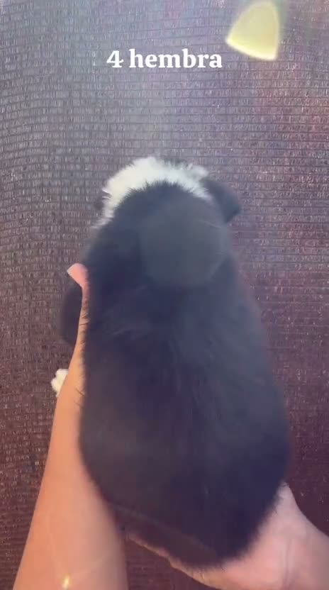 Border Collie perros en adopcion: Border collie - Video 2