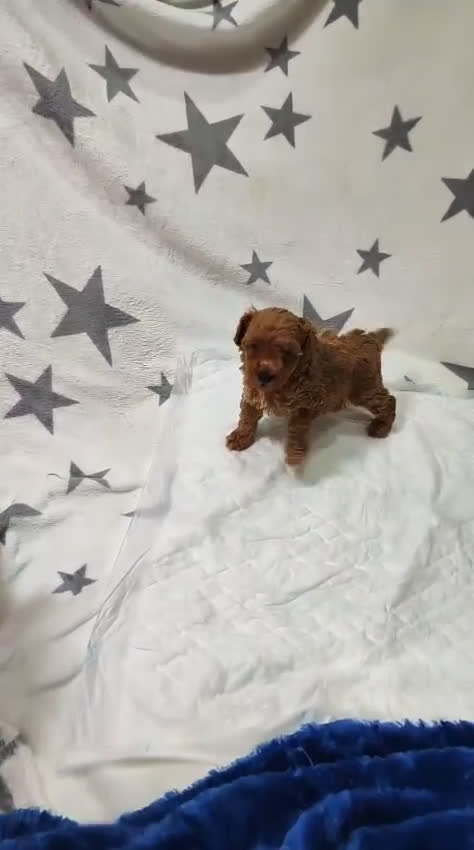 Caniche Toy perros en venta: Preciosa camada de Caniche Toy  en Granada - Video 1