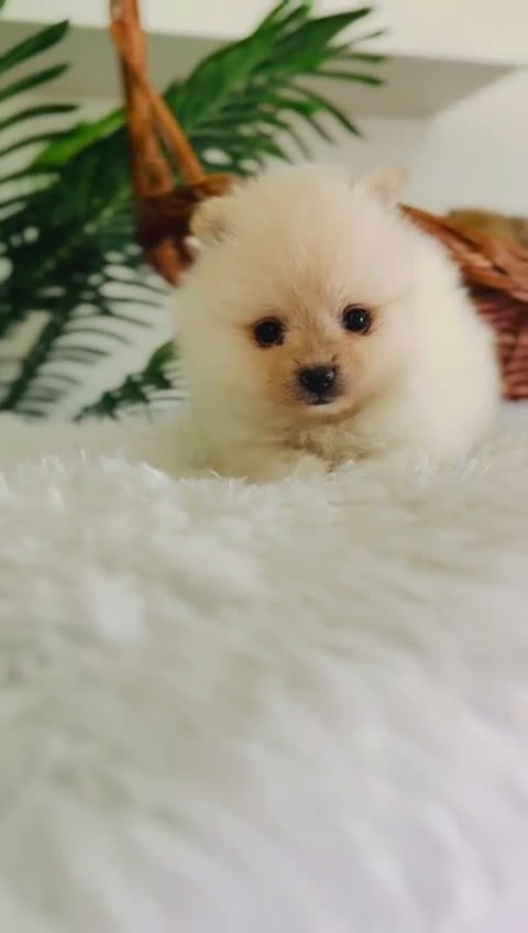 Pomerania perros en venta: POMERANIA HEMBRA  - Video 1