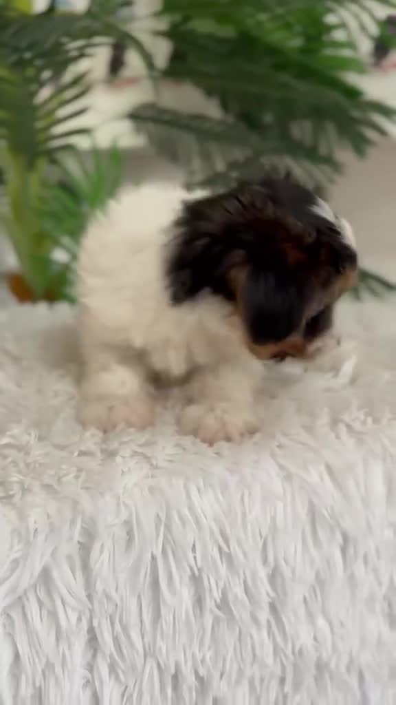 Yorkshire Terrier perros en venta: YORKSHIRE BIEWER - Video 1