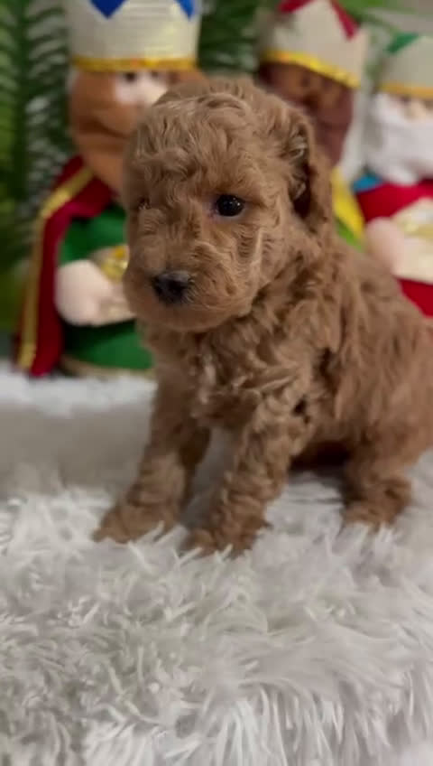 Caniche Toy perros en venta: CANICHE TOY - Video 2