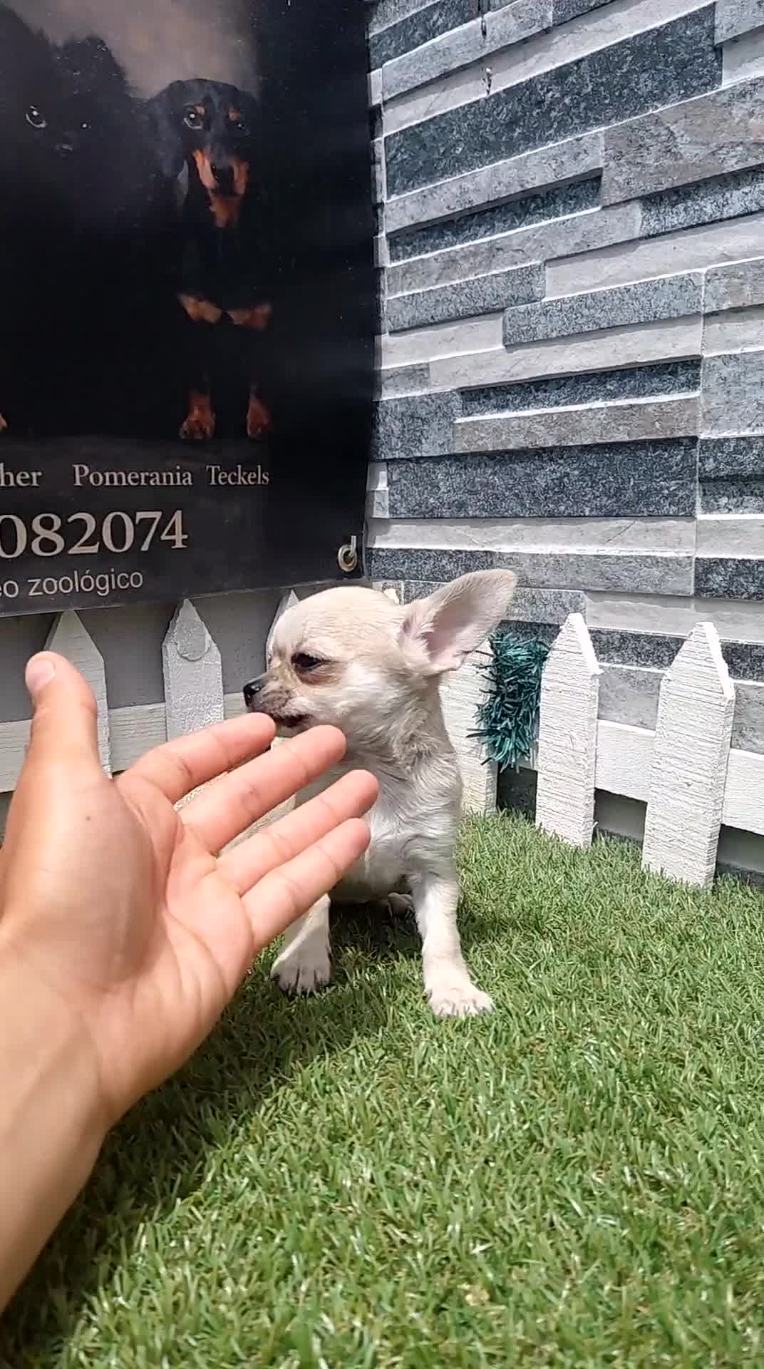 Chihuahua perros en venta: Chihuahua  - Video 1