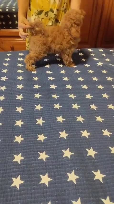 Caniche Toy perros en venta: Caniches toy - Video 1